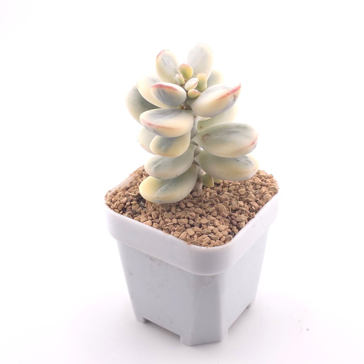 Cotyledon orbiculata cv. variegated (rounded leaf ver.) | 乒乓福娘錦 thumbnail 3