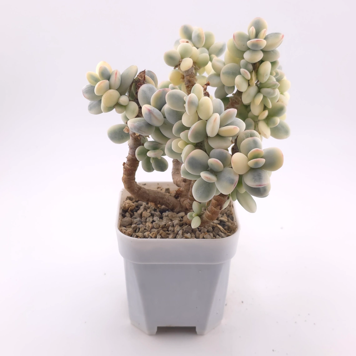 Cotyledon orbiculata cv. variegated (rounded leaf ver.) | 乒乓福娘錦 thumbnail 3
