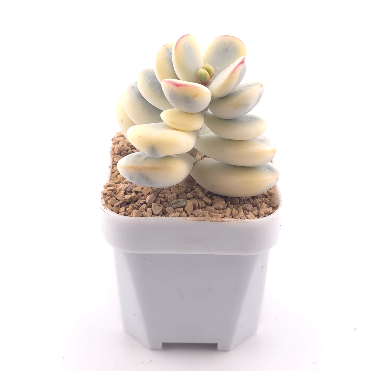 Cotyledon orbiculata cv. variegated (rounded leaf ver.) | 乒乓福娘錦 thumbnail 3