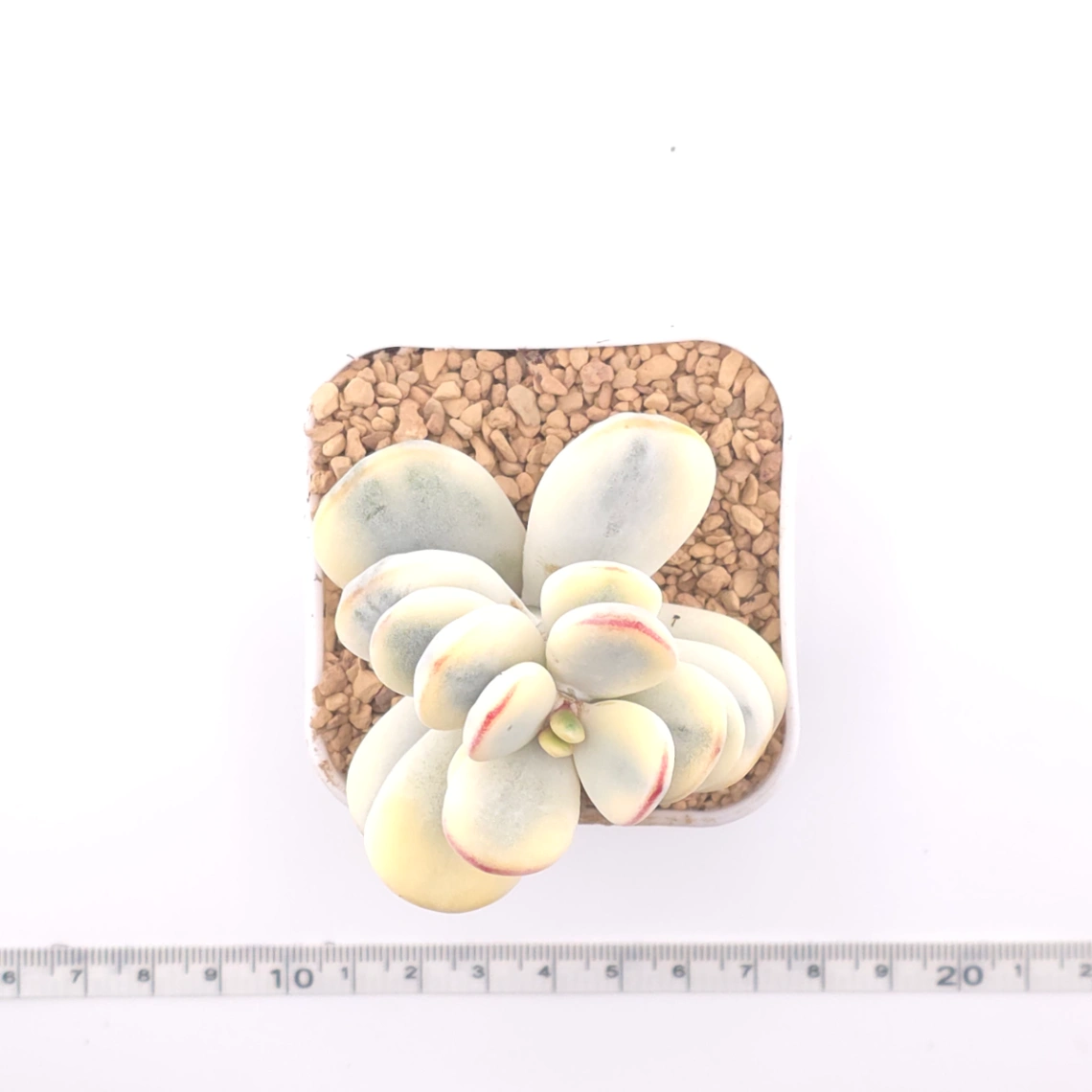 Cotyledon orbiculata cv. variegated (rounded leaf ver.) | 乒乓福娘錦 thumbnail 4