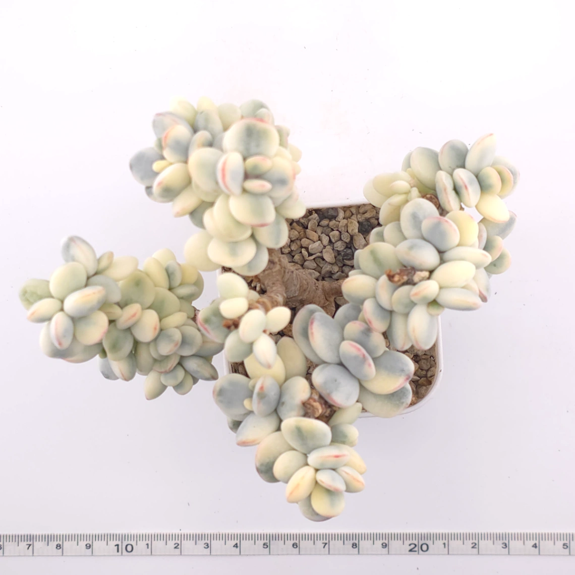 Cotyledon orbiculata cv. variegated (rounded leaf ver.) | 乒乓福娘錦 thumbnail 4