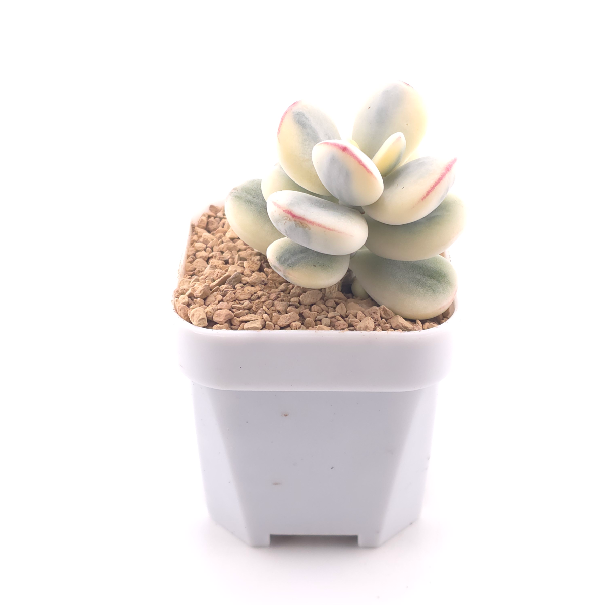 Cotyledon orbiculata cv. variegated (rounded leaf ver.) | 乒乓福娘錦 thumbnail 3