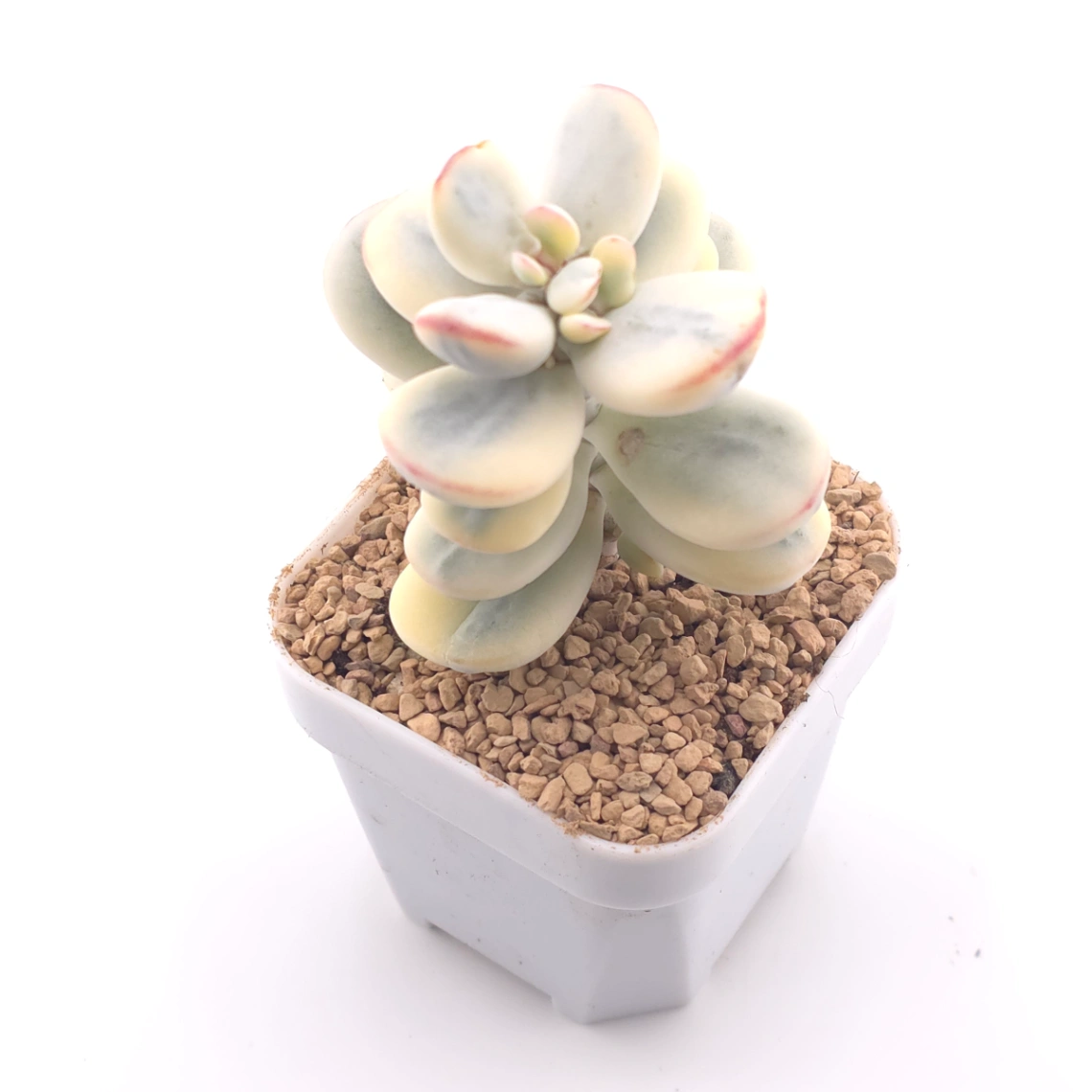 Cotyledon orbiculata cv. variegated (rounded leaf ver.) | 乒乓福娘錦 thumbnail 2