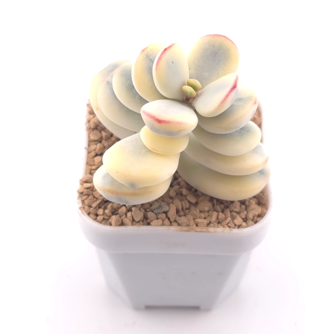 Cotyledon orbiculata cv. variegated (rounded leaf ver.) | 乒乓福娘錦 thumbnail 2