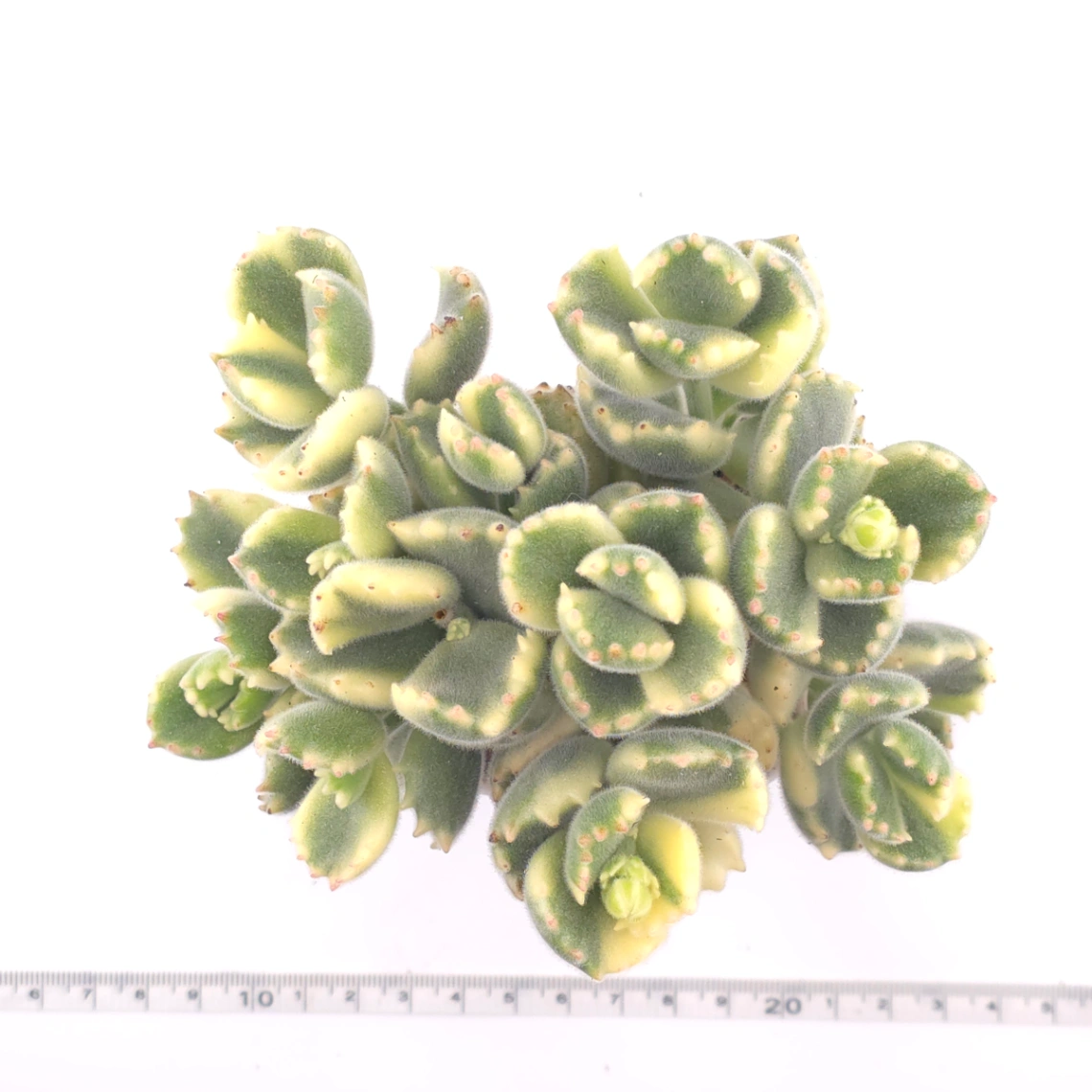 Cotyledon tomentosa ‘Bear’s Paw’ variegated | 白熊 thumbnail 4