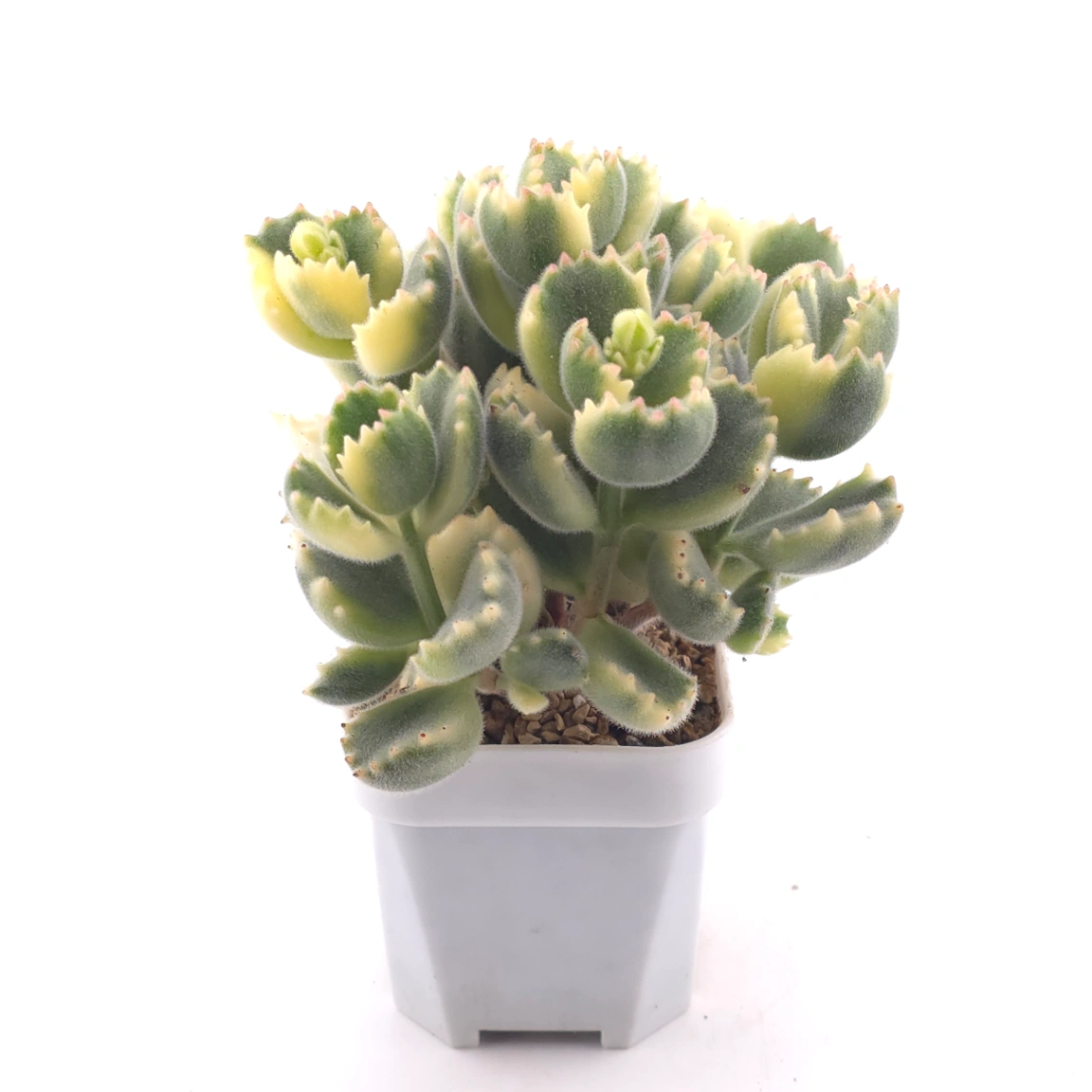 Cotyledon tomentosa ‘Bear’s Paw’ variegated | 白熊 thumbnail 3