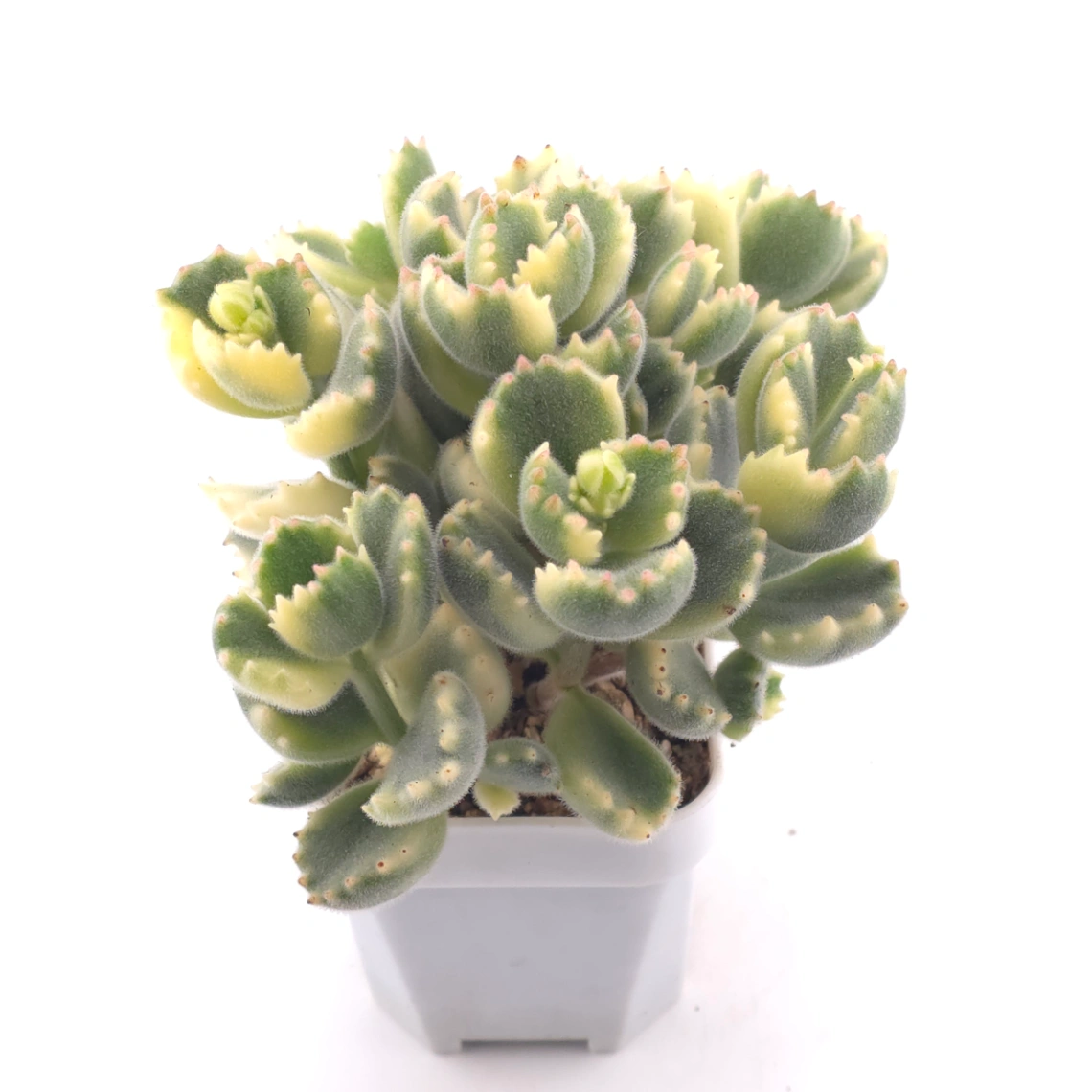 Cotyledon tomentosa ‘Bear’s Paw’ variegated | 白熊 thumbnail 2