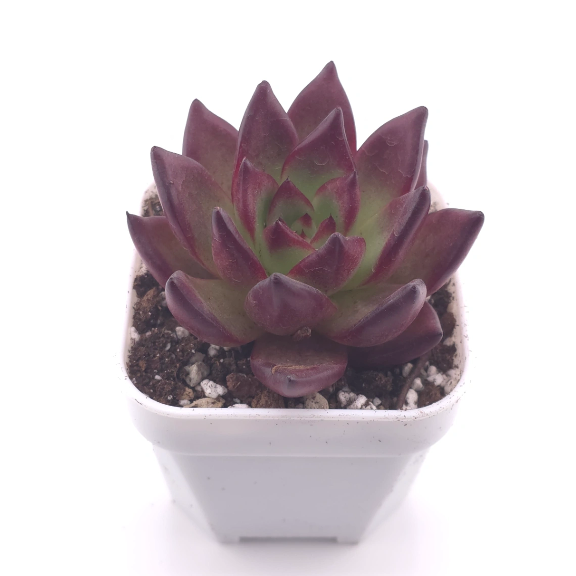 Echeveria ‘Rubin’ | 羅賓 thumbnail 2