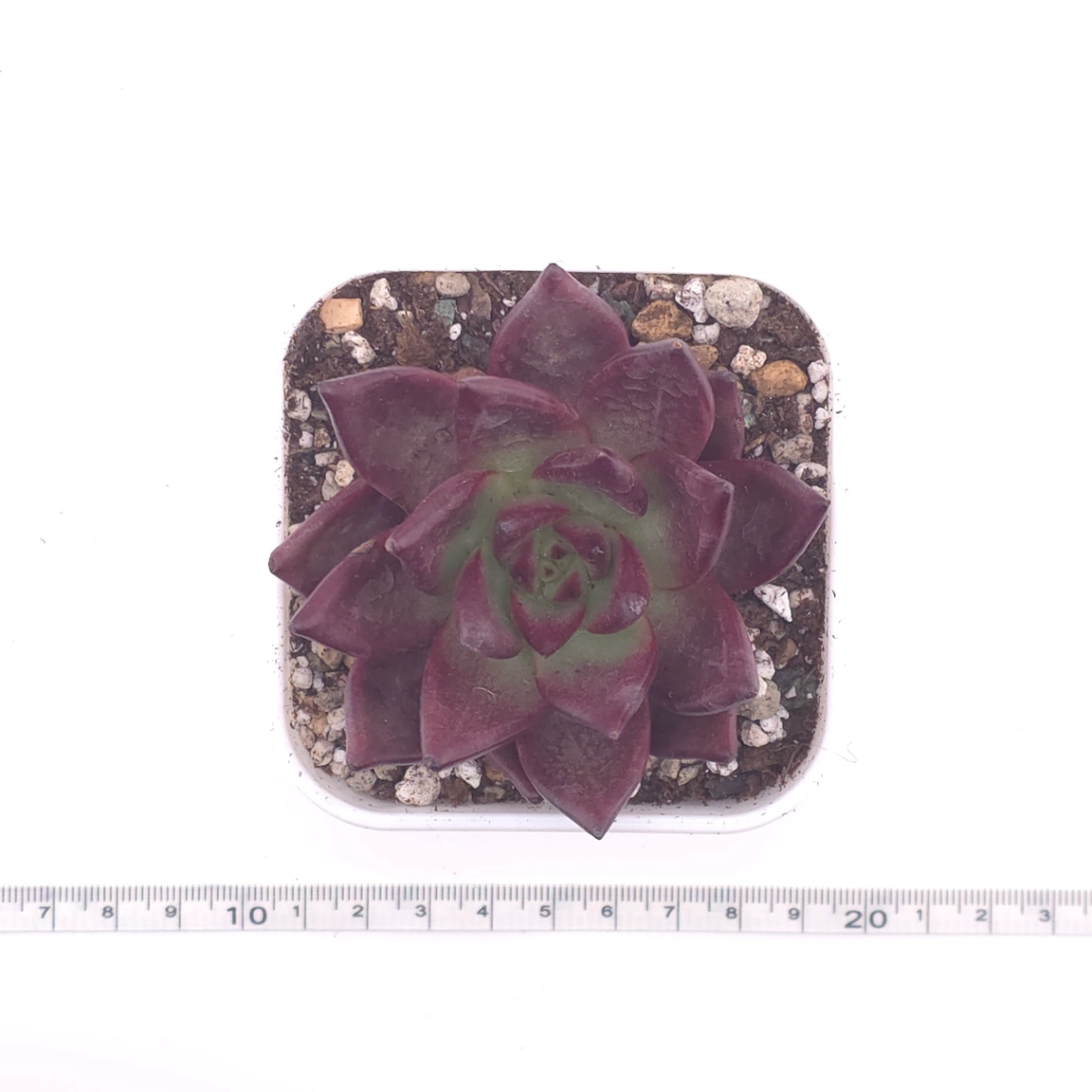 Echeveria ‘Rubin’ | 羅賓 thumbnail 4