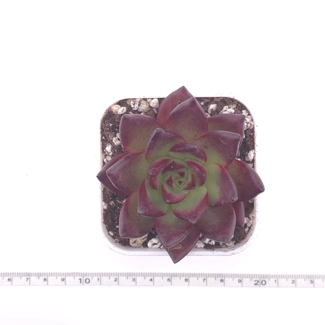 Echeveria ‘Rubin’ | 羅賓 thumbnail 4