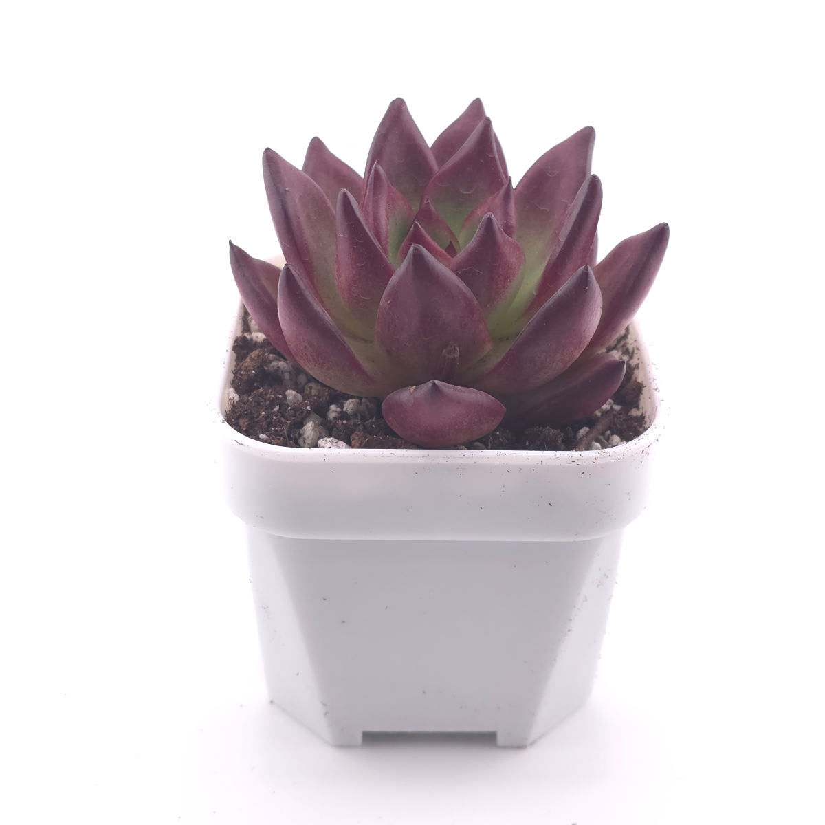 Echeveria ‘Rubin’ | 羅賓 thumbnail 3