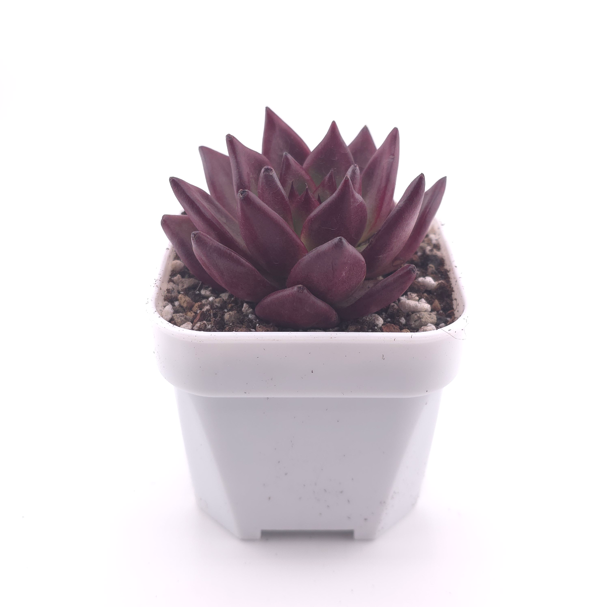Echeveria ‘Rubin’ | 羅賓 thumbnail 3