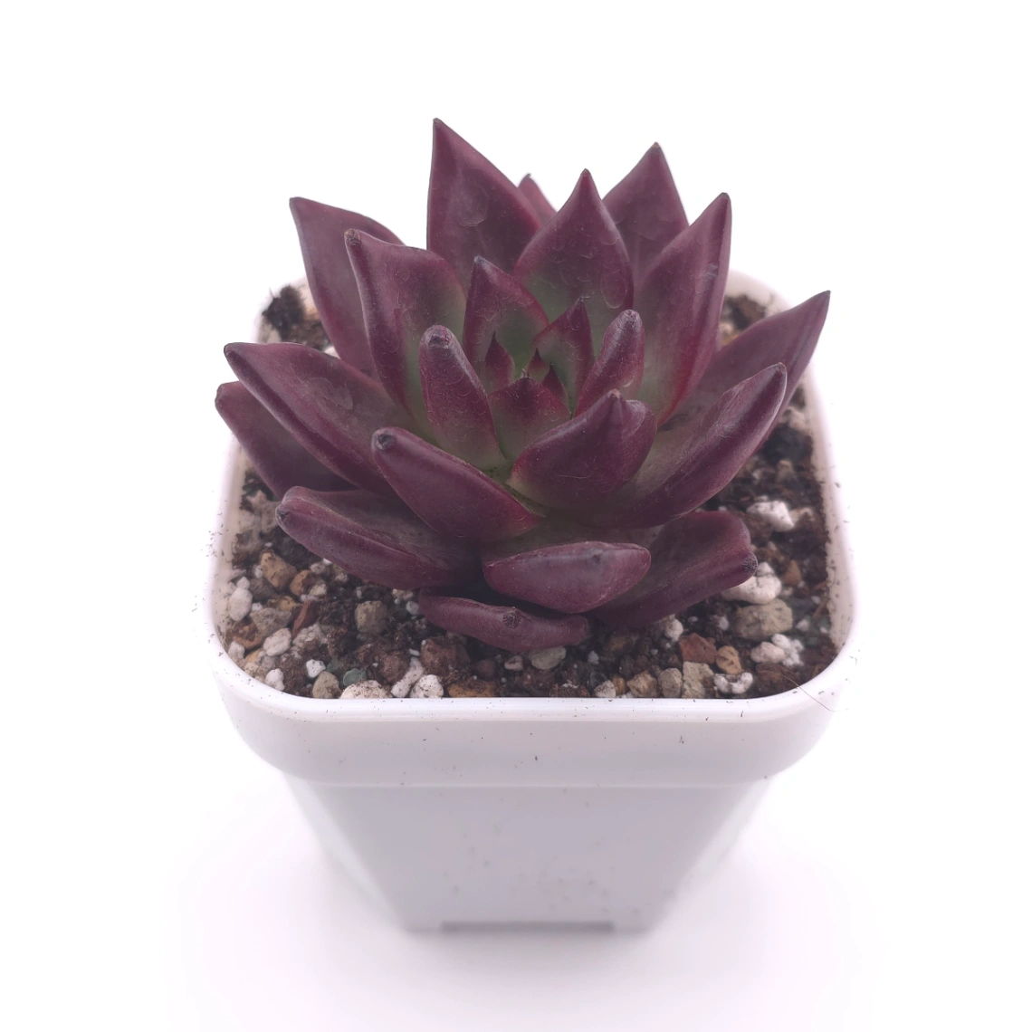 Echeveria ‘Rubin’ | 羅賓 thumbnail 2