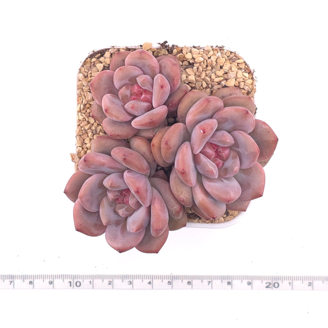 Echeveria 'Ariel' | 愛麗兒 thumbnail 4