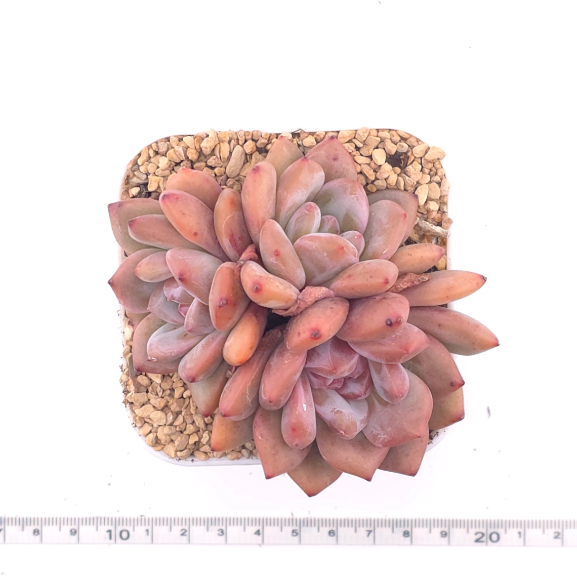 Echeveria 'Ariel' | 愛麗兒 thumbnail 4