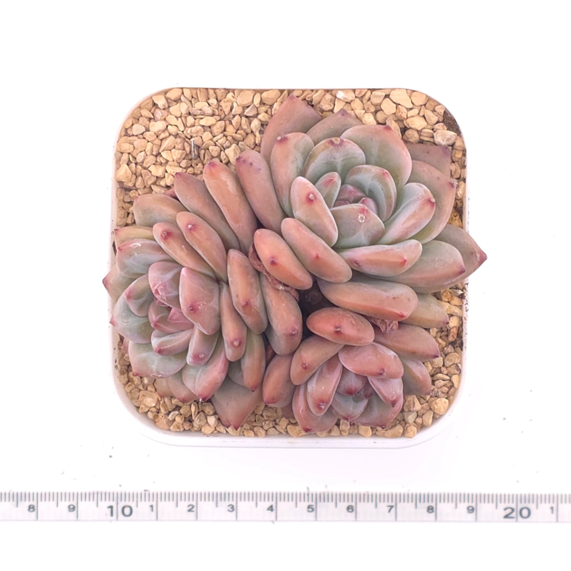Echeveria 'Ariel' | 愛麗兒 thumbnail 4