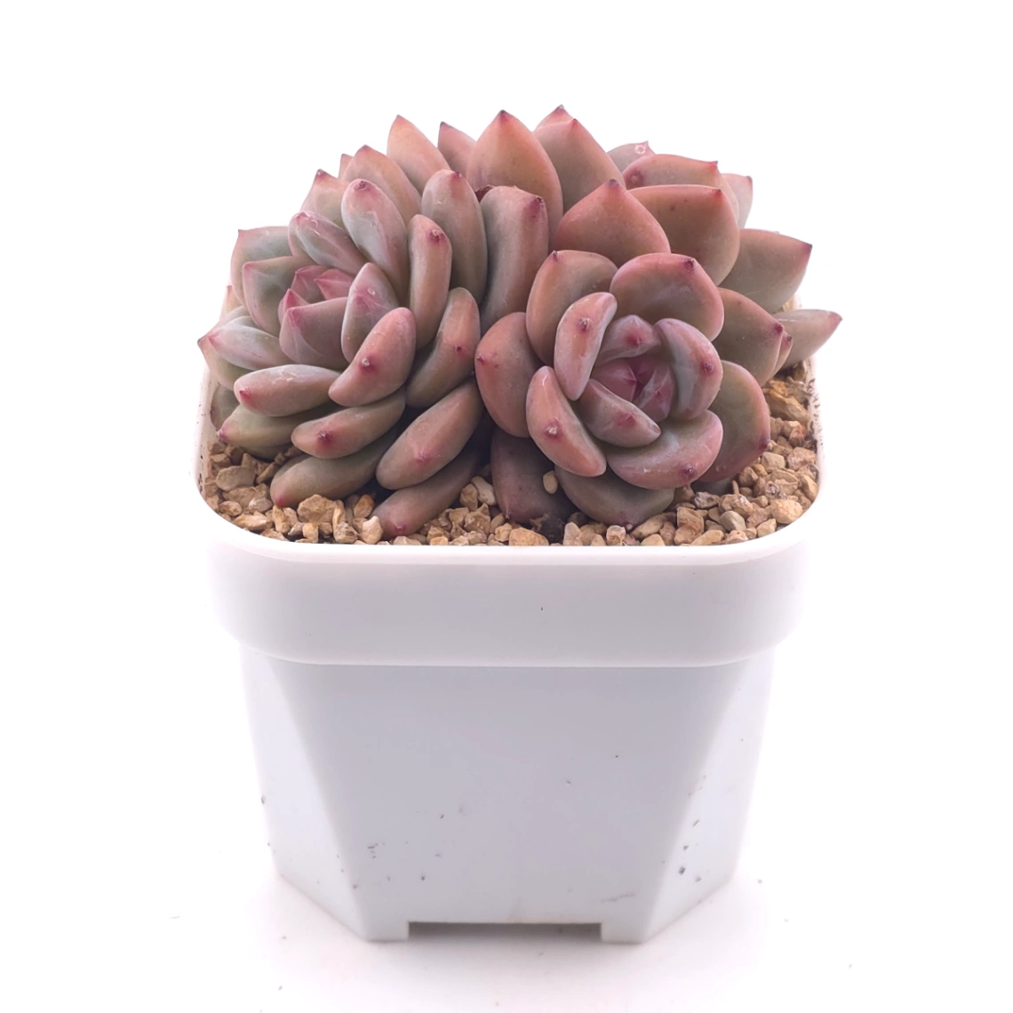 Echeveria 'Ariel' | 愛麗兒 thumbnail 3