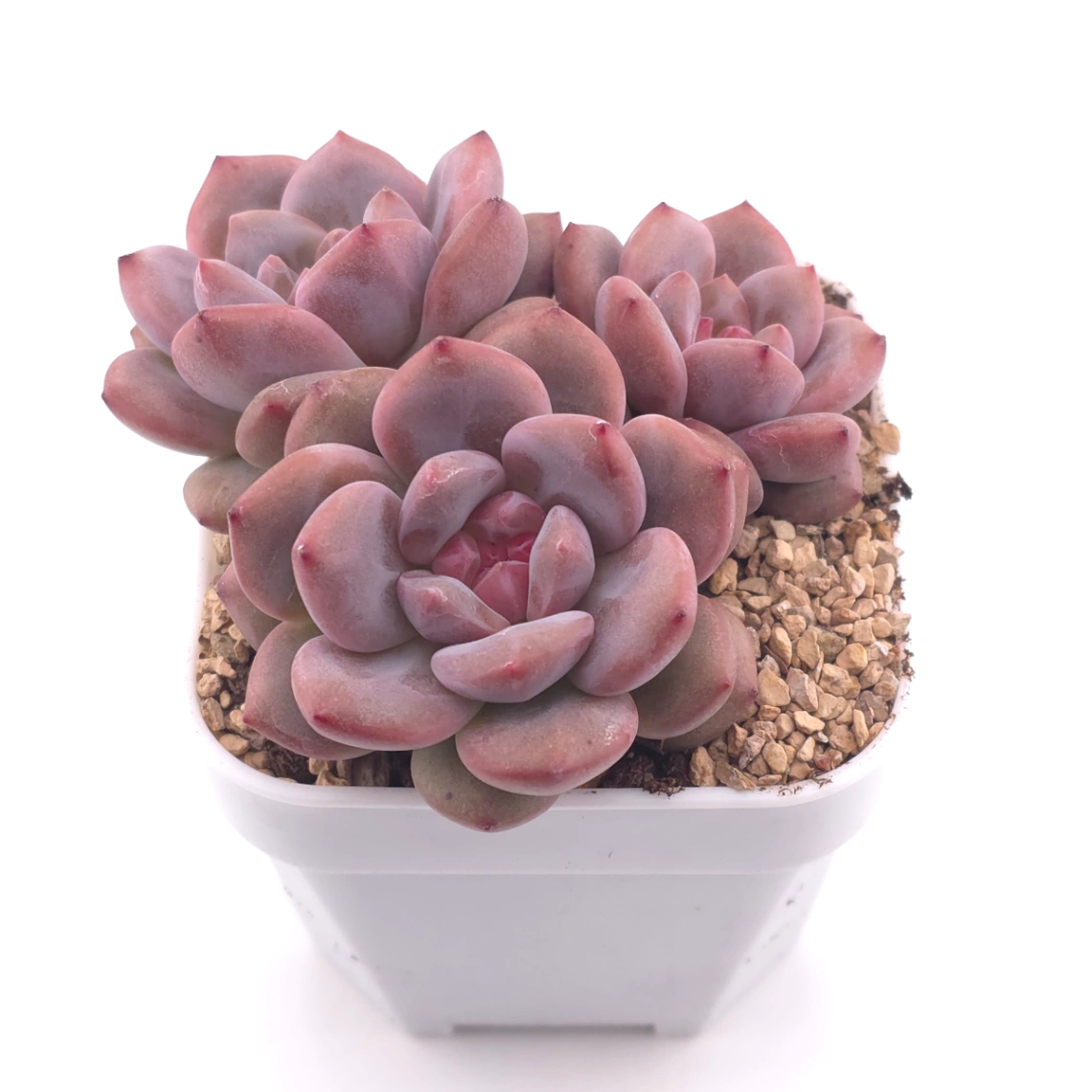 Echeveria 'Ariel' | 愛麗兒 thumbnail 2
