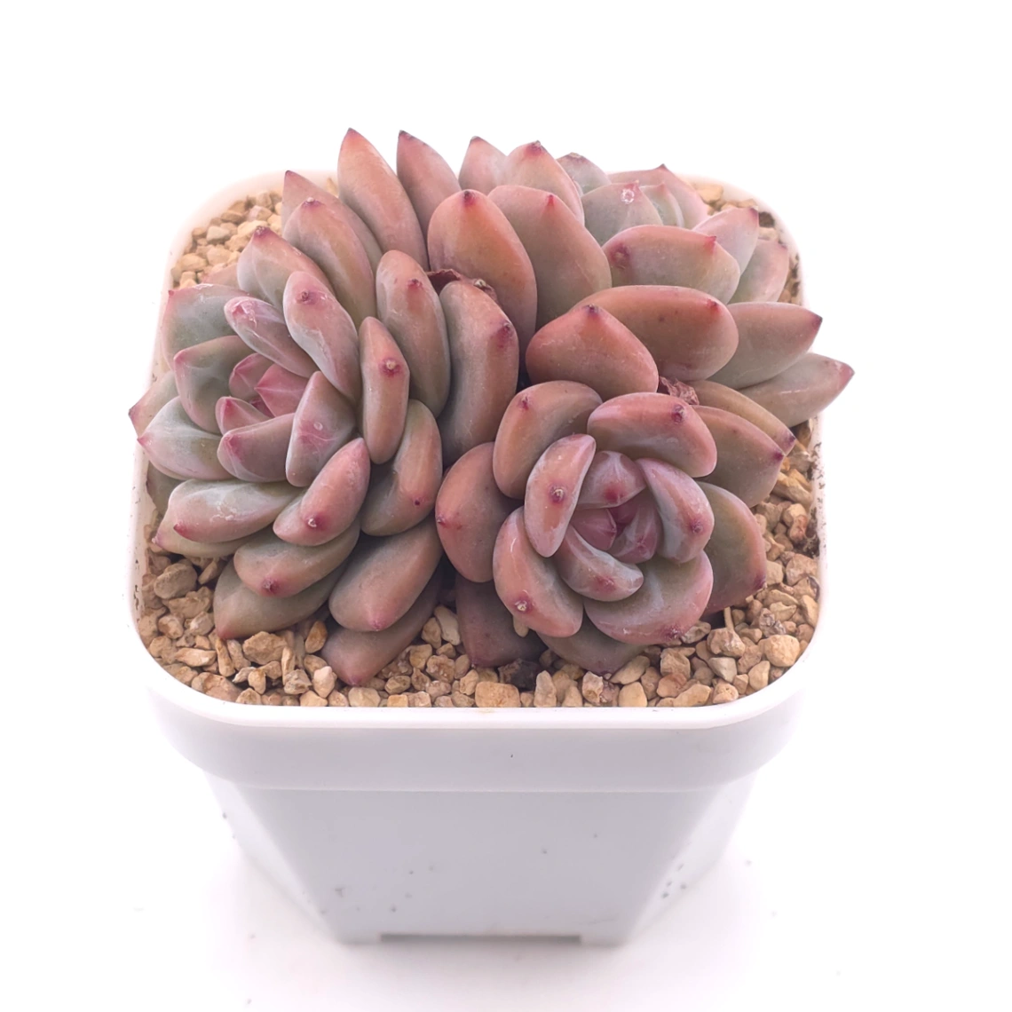 Echeveria 'Ariel' | 愛麗兒 thumbnail 2