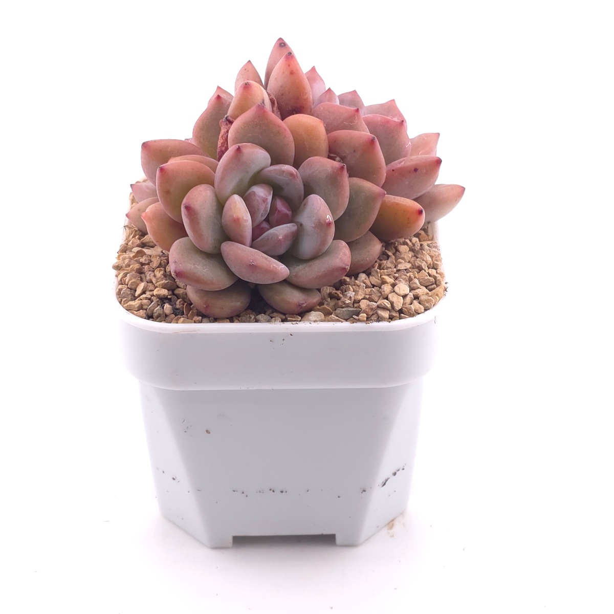 Echeveria 'Ariel' | 愛麗兒 thumbnail 3