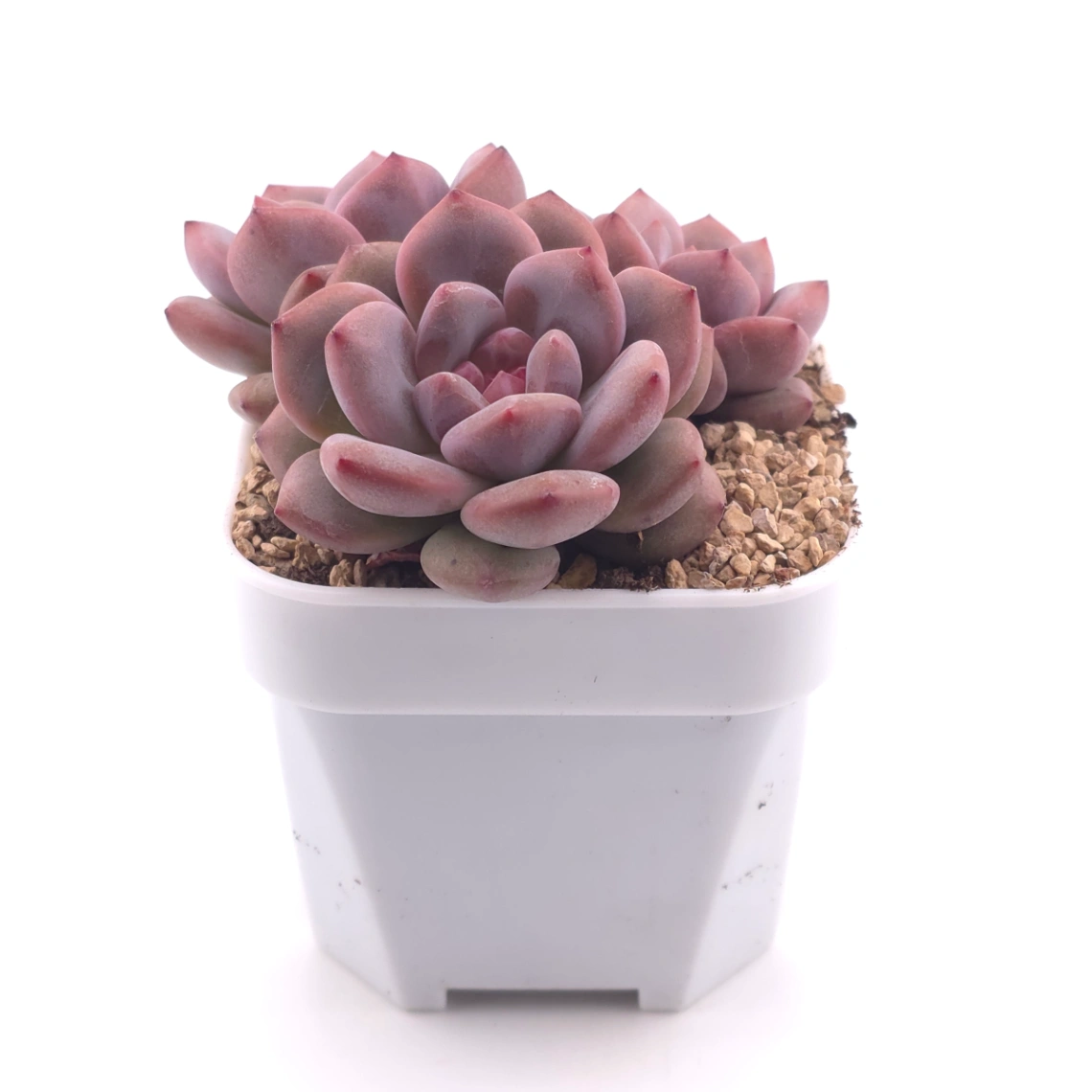 Echeveria 'Ariel' | 愛麗兒 thumbnail 3