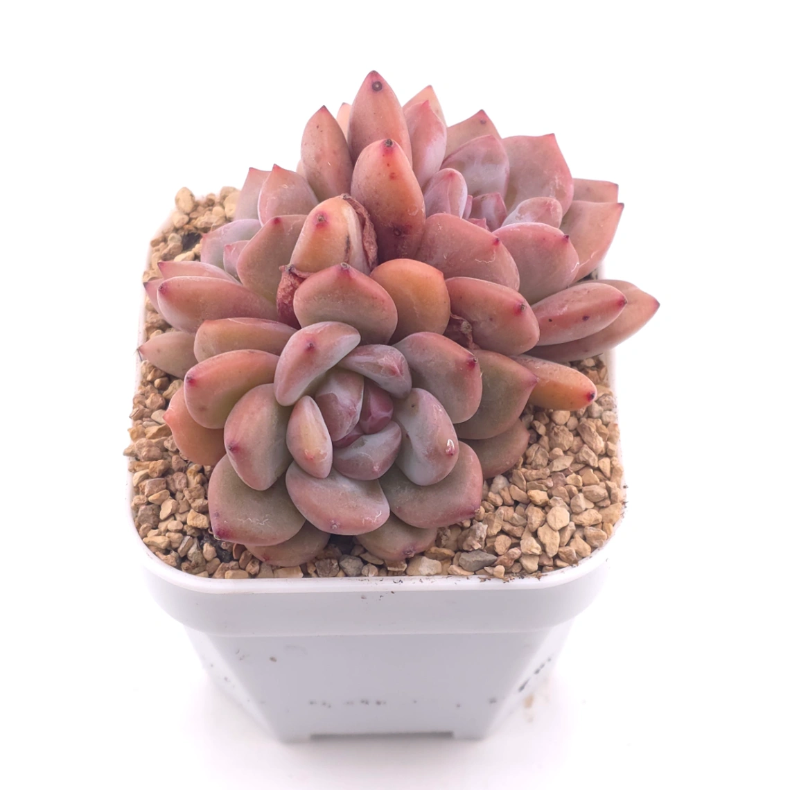 Echeveria 'Ariel' | 愛麗兒 thumbnail 2
