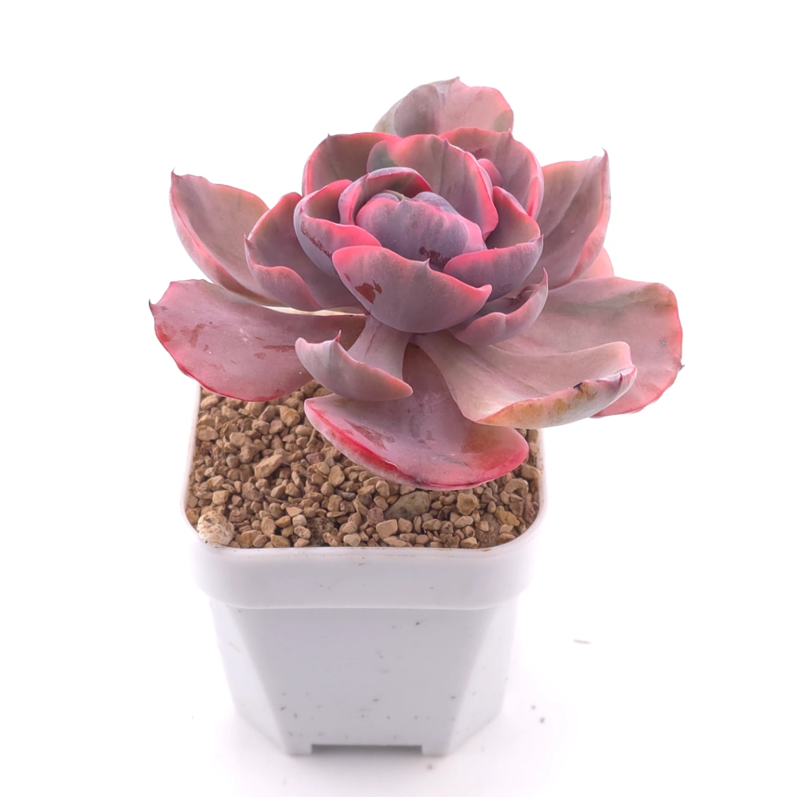 Echeveria ‘Beyonce Rainbow’ | 碧昂斯彩虹錦 thumbnail 2