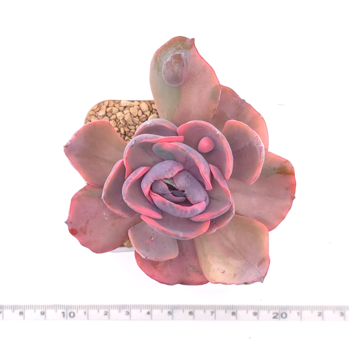 Echeveria ‘Beyonce Rainbow’ | 碧昂斯彩虹錦 thumbnail 4