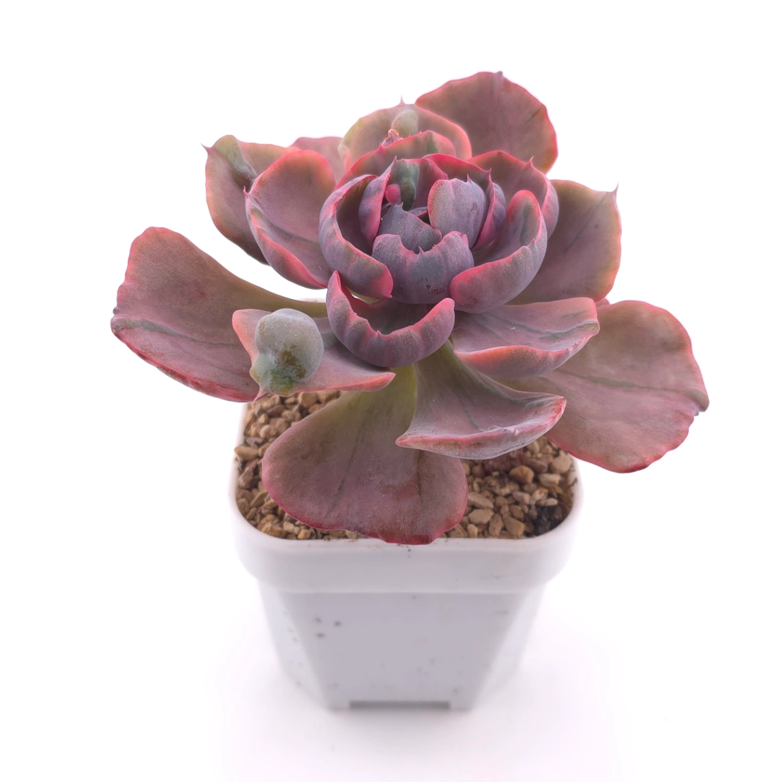 Echeveria ‘Beyonce Rainbow’ | 碧昂斯彩虹錦 thumbnail 2