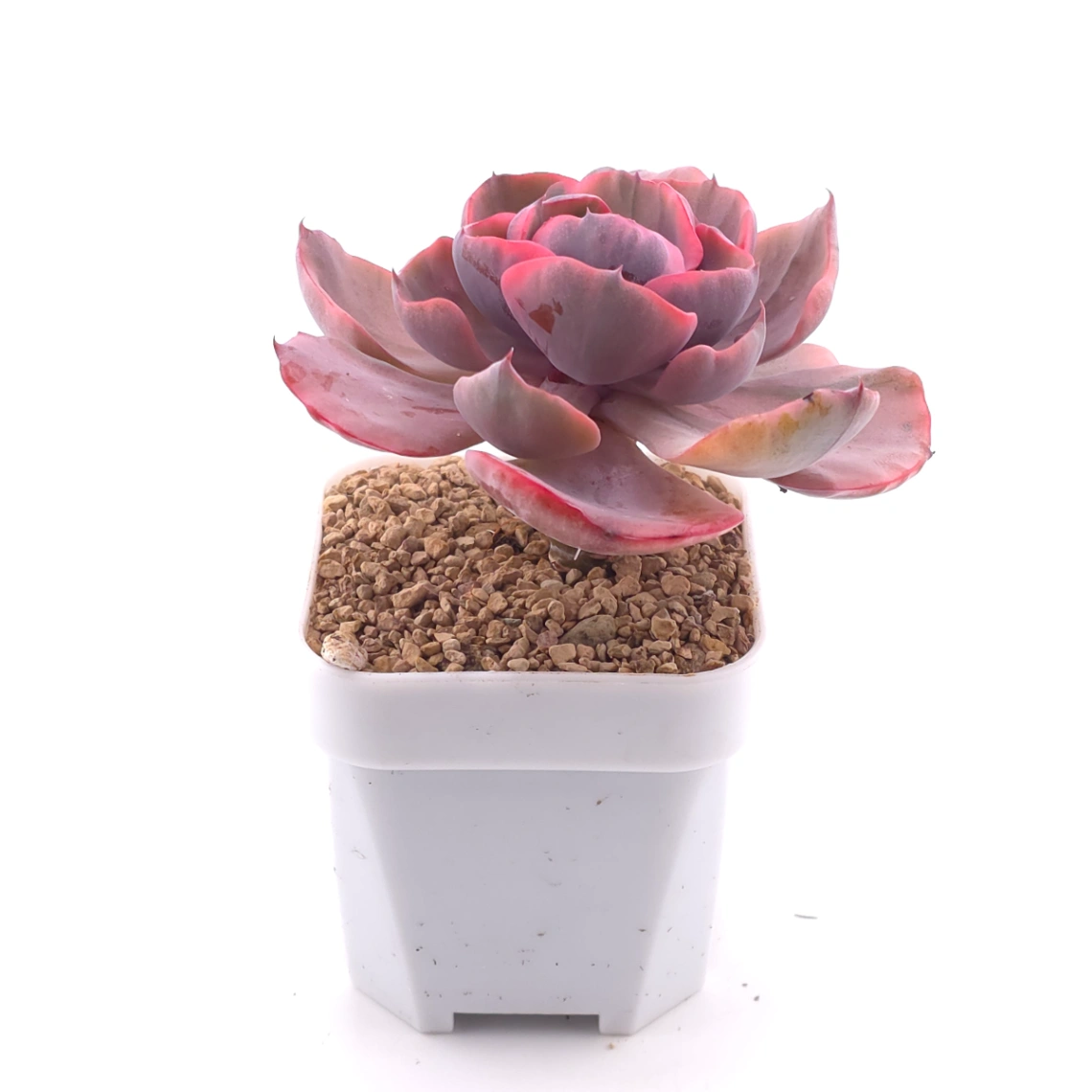 Echeveria ‘Beyonce Rainbow’ | 碧昂斯彩虹錦 thumbnail 3