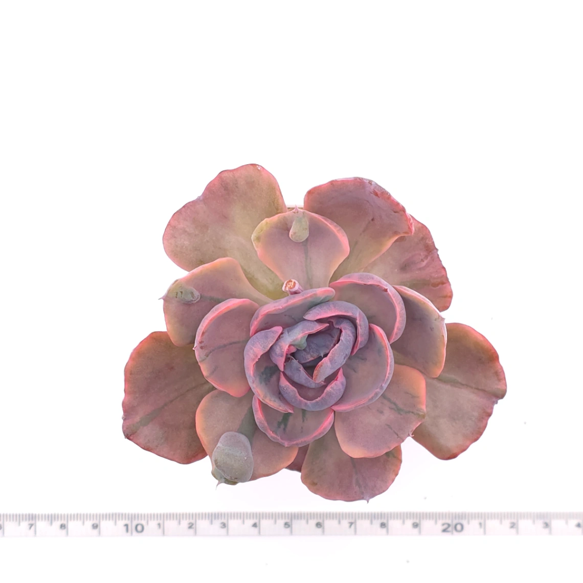 Echeveria ‘Beyonce Rainbow’ | 碧昂斯彩虹錦 thumbnail 4