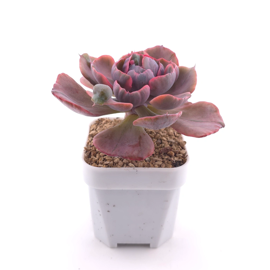 Echeveria ‘Beyonce Rainbow’ | 碧昂斯彩虹錦 thumbnail 3