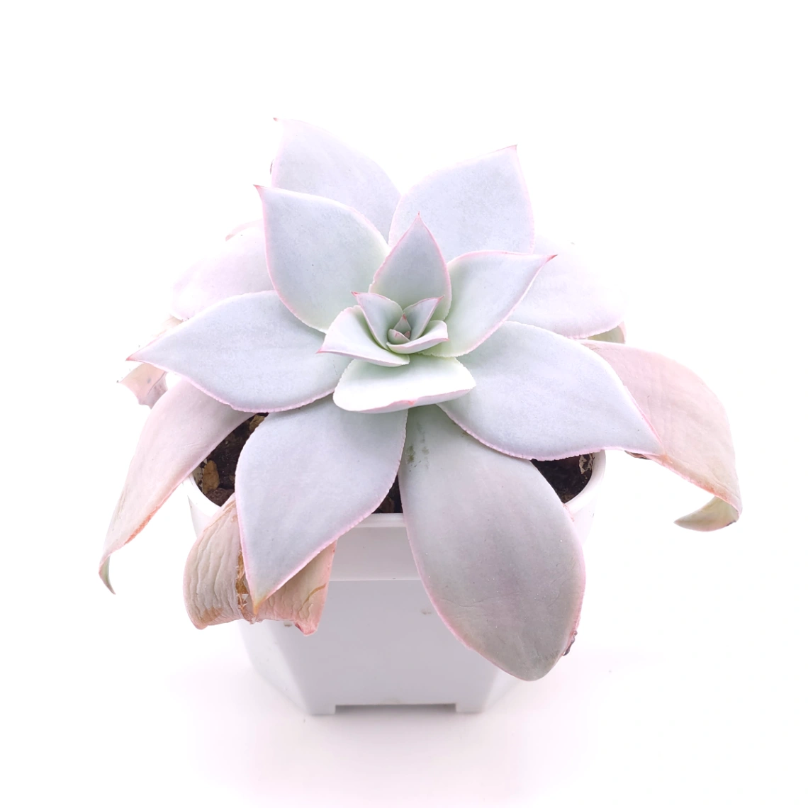 Echeveria ‘Cante’ | 廣寒宮 thumbnail 2