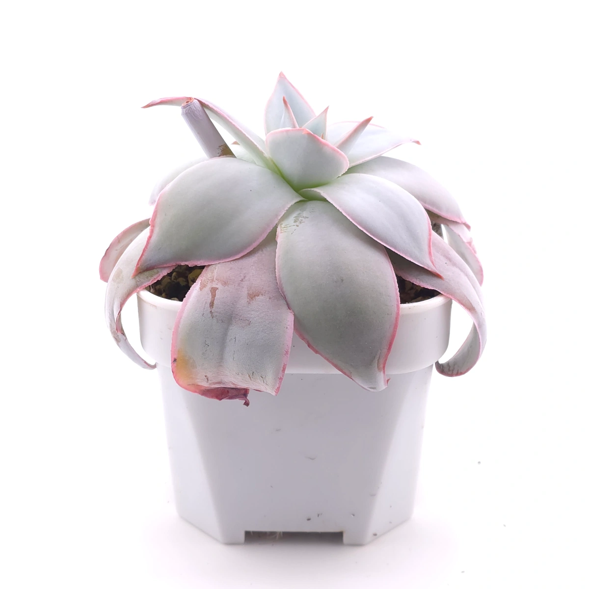 Echeveria ‘Cante’ | 廣寒宮 thumbnail 3