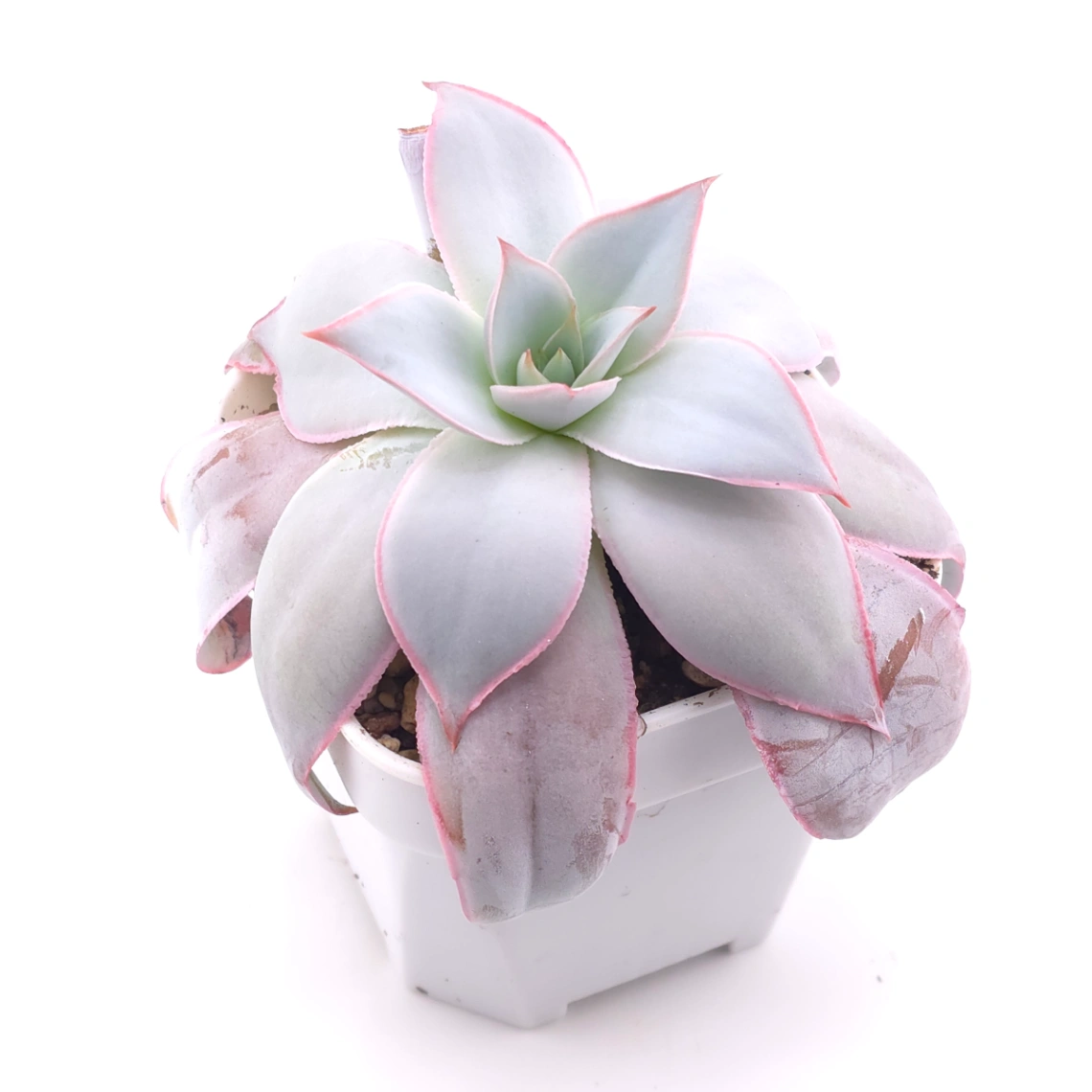 Echeveria ‘Cante’ | 廣寒宮 thumbnail 2