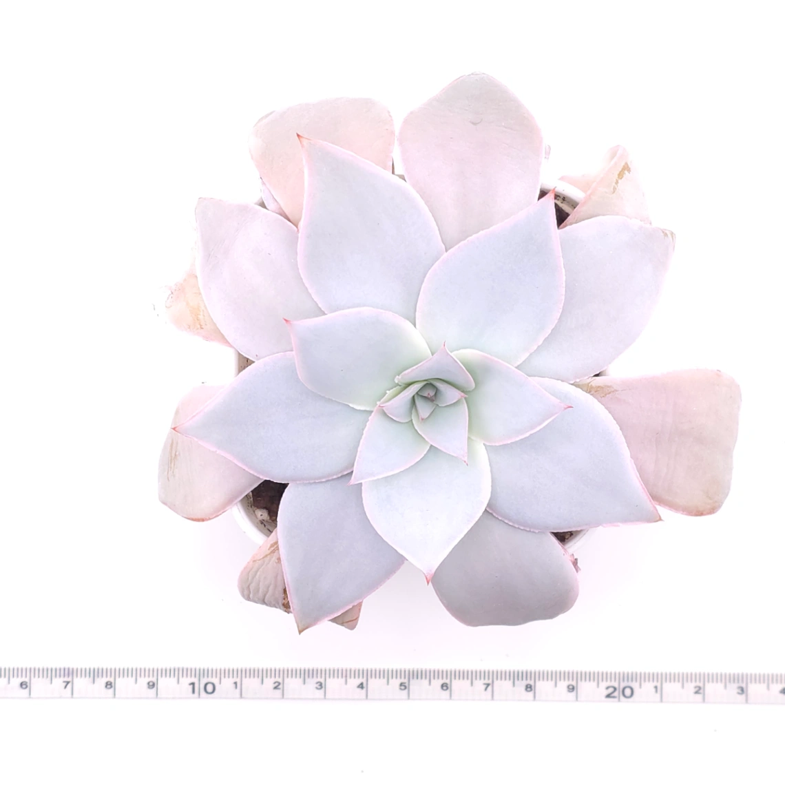 Echeveria ‘Cante’ | 廣寒宮 thumbnail 4