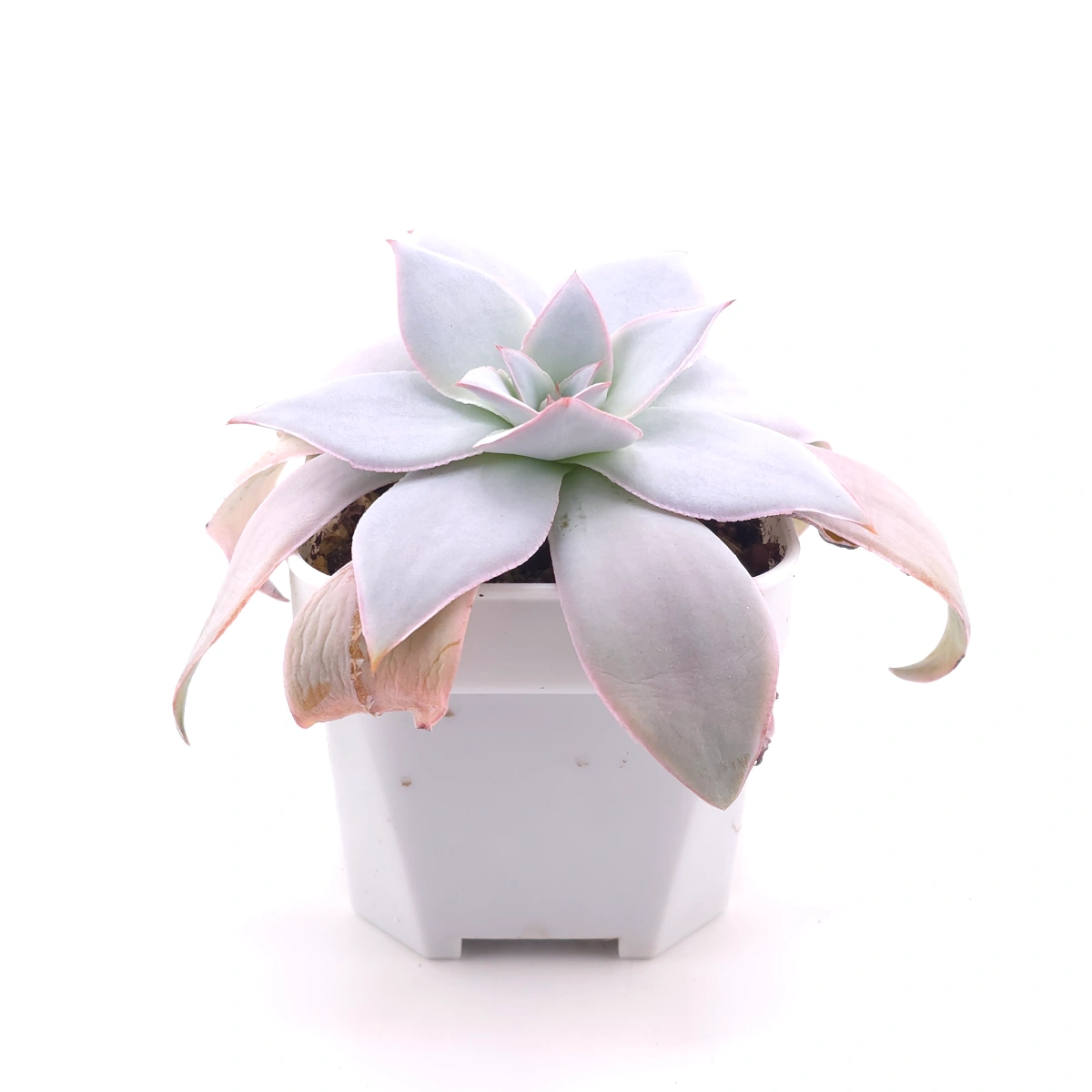 Echeveria ‘Cante’ | 廣寒宮 thumbnail 3