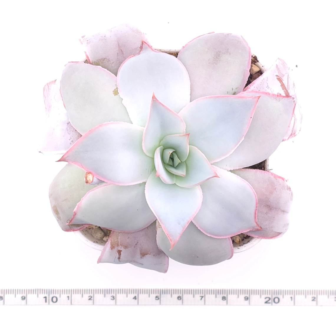 Echeveria ‘Cante’ | 廣寒宮 thumbnail 4