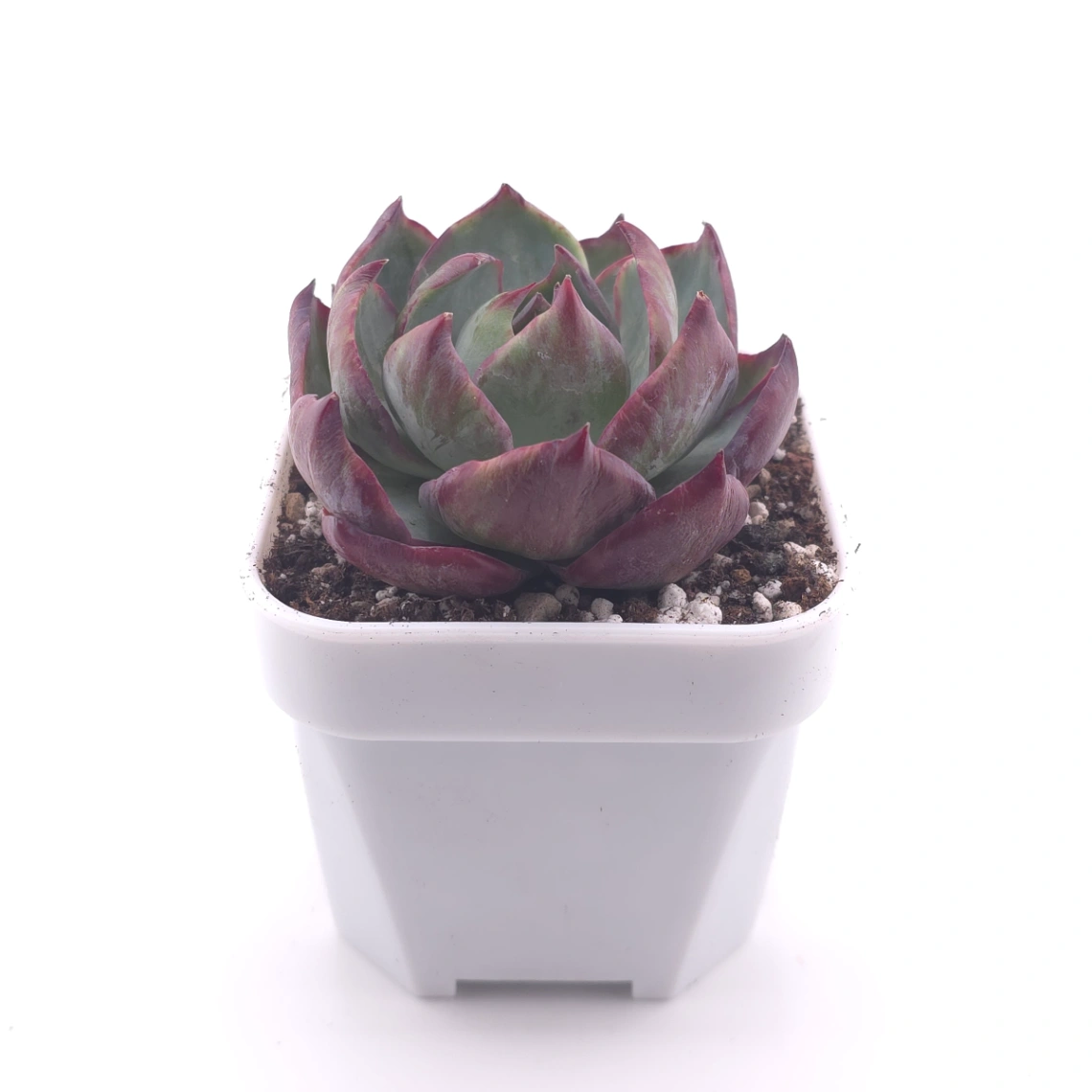 Echeveria ‘Casio’ silk variegated | 卡西歐錦 thumbnail 3