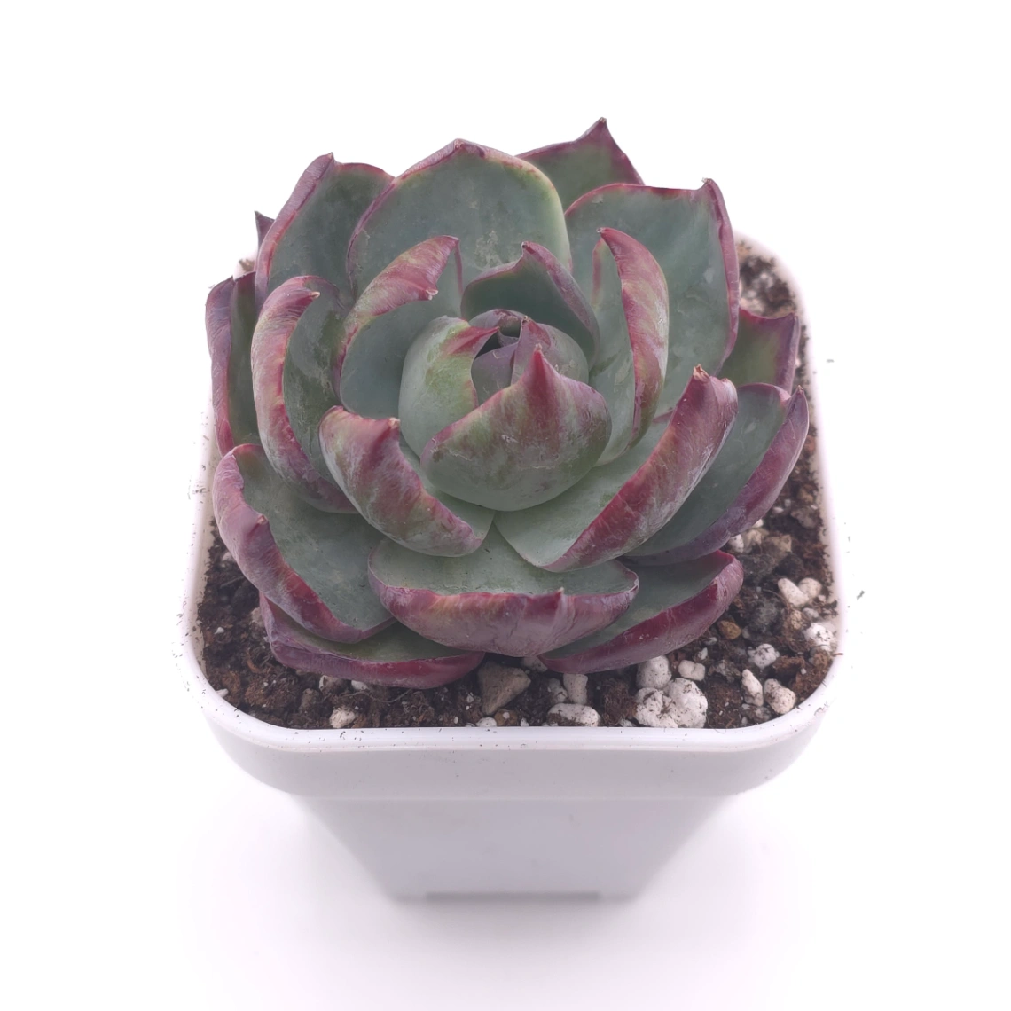 Echeveria ‘Casio’ silk variegated | 卡西歐錦 thumbnail 2