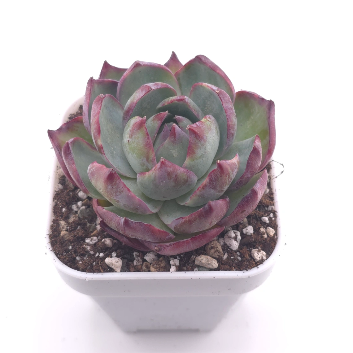 Echeveria ‘Casio’ silk variegated | 卡西歐錦 thumbnail 2