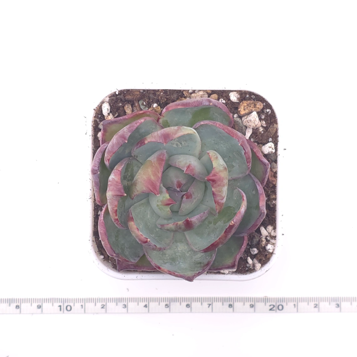 Echeveria ‘Casio’ silk variegated | 卡西歐錦 thumbnail 4