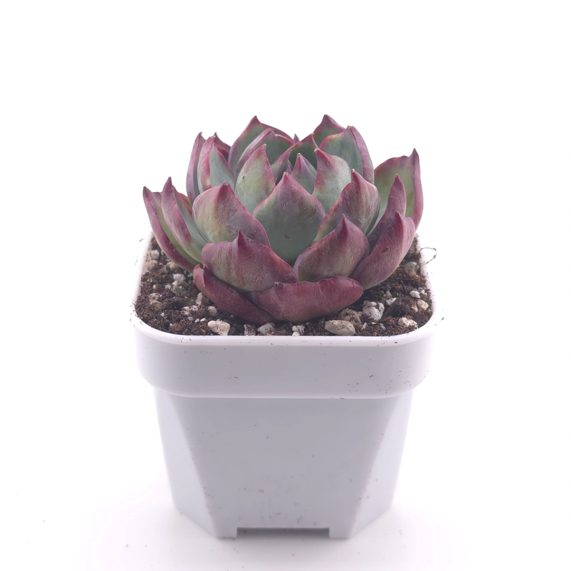 Echeveria ‘Casio’ silk variegated | 卡西歐錦 thumbnail 3