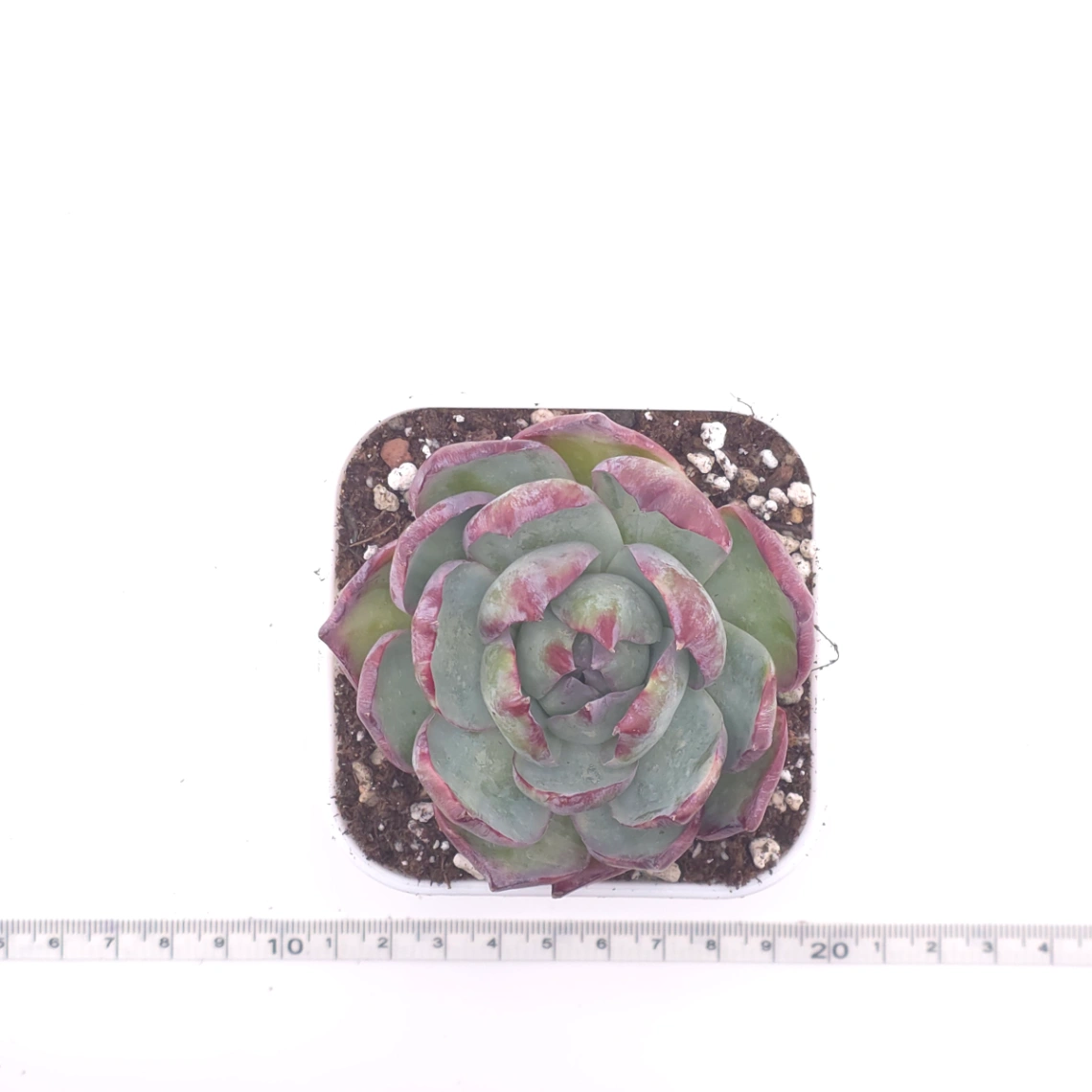 Echeveria ‘Casio’ silk variegated | 卡西歐錦 thumbnail 4