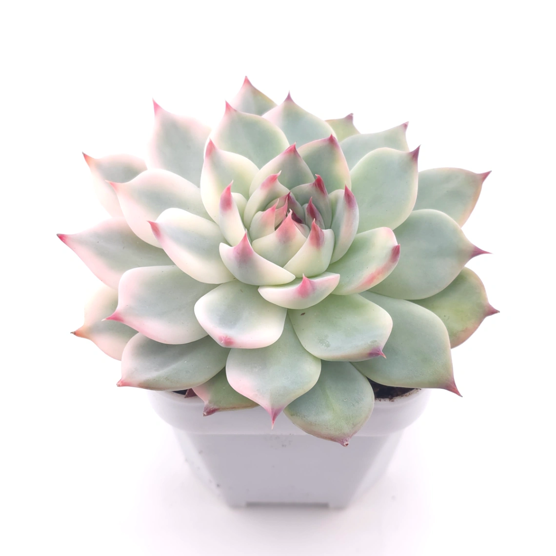 Echeveria chihuahuaensis variegated | 吉娃娃錦 - alternate view