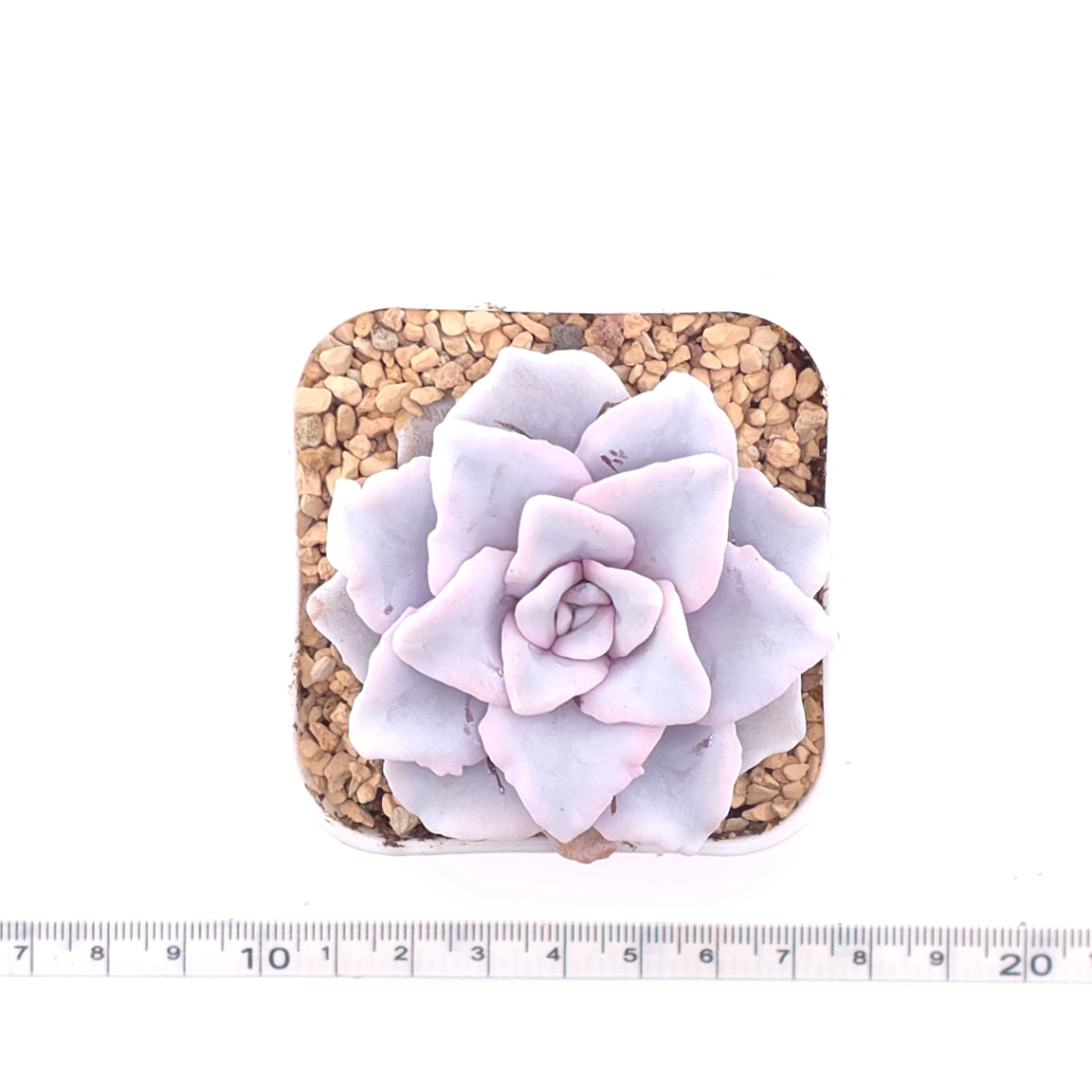 Echeveria ‘Crispate Beauty’ | 芭蕾舞者 thumbnail 4