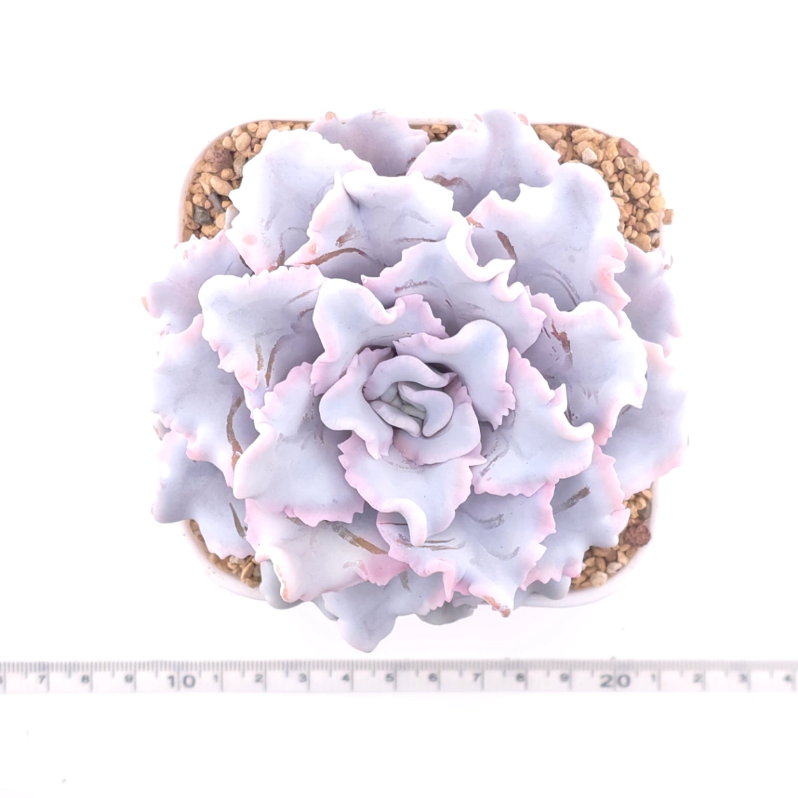 Echeveria ‘Crispate Beauty’ | 芭蕾舞者 thumbnail 4