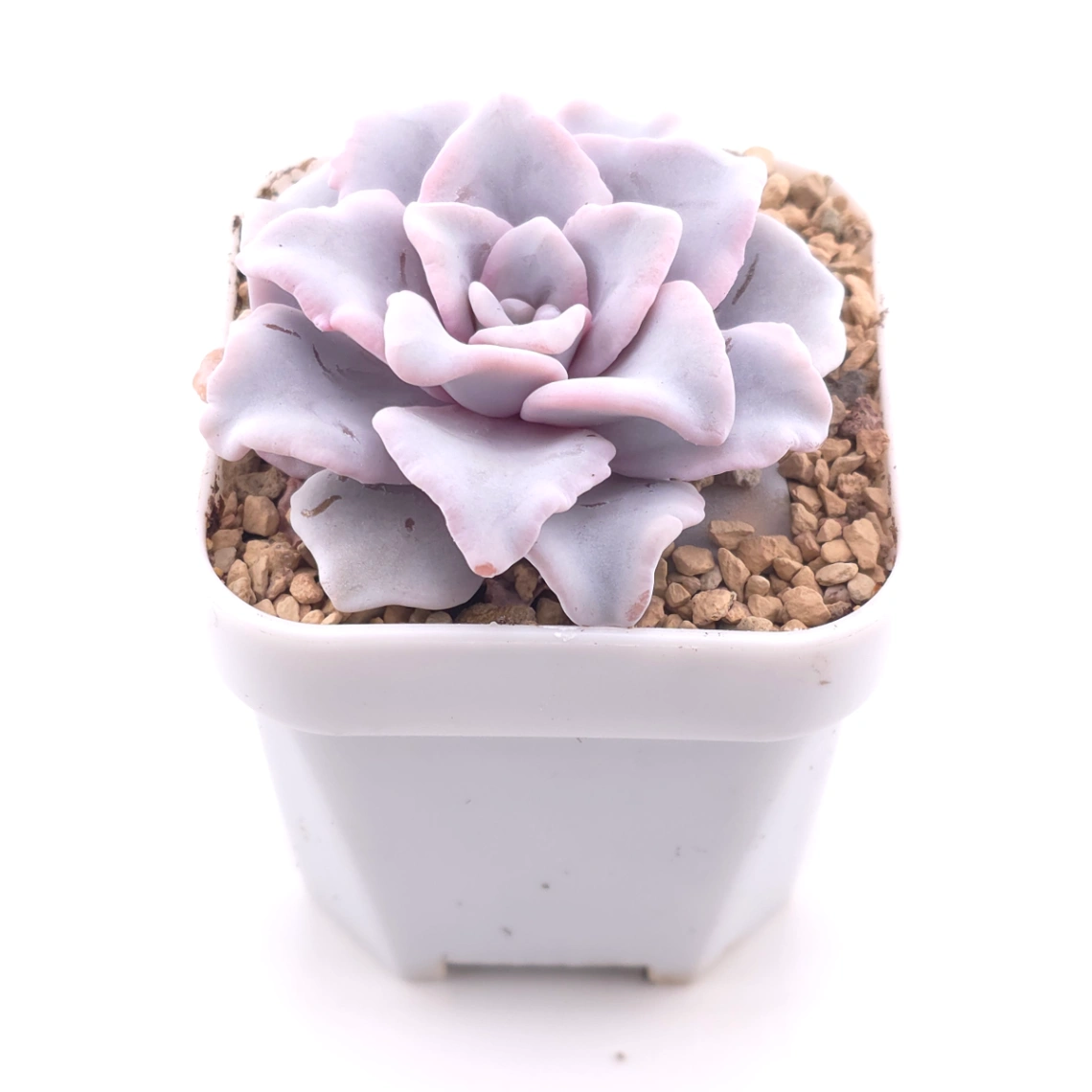 Echeveria ‘Crispate Beauty’ | 芭蕾舞者 thumbnail 2