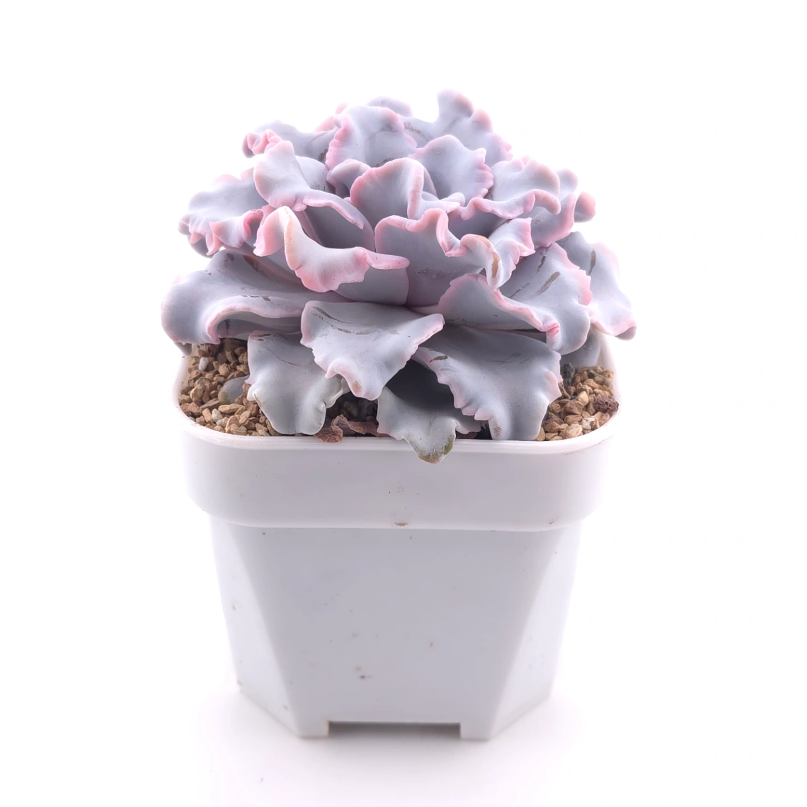 Echeveria ‘Crispate Beauty’ | 芭蕾舞者 thumbnail 3