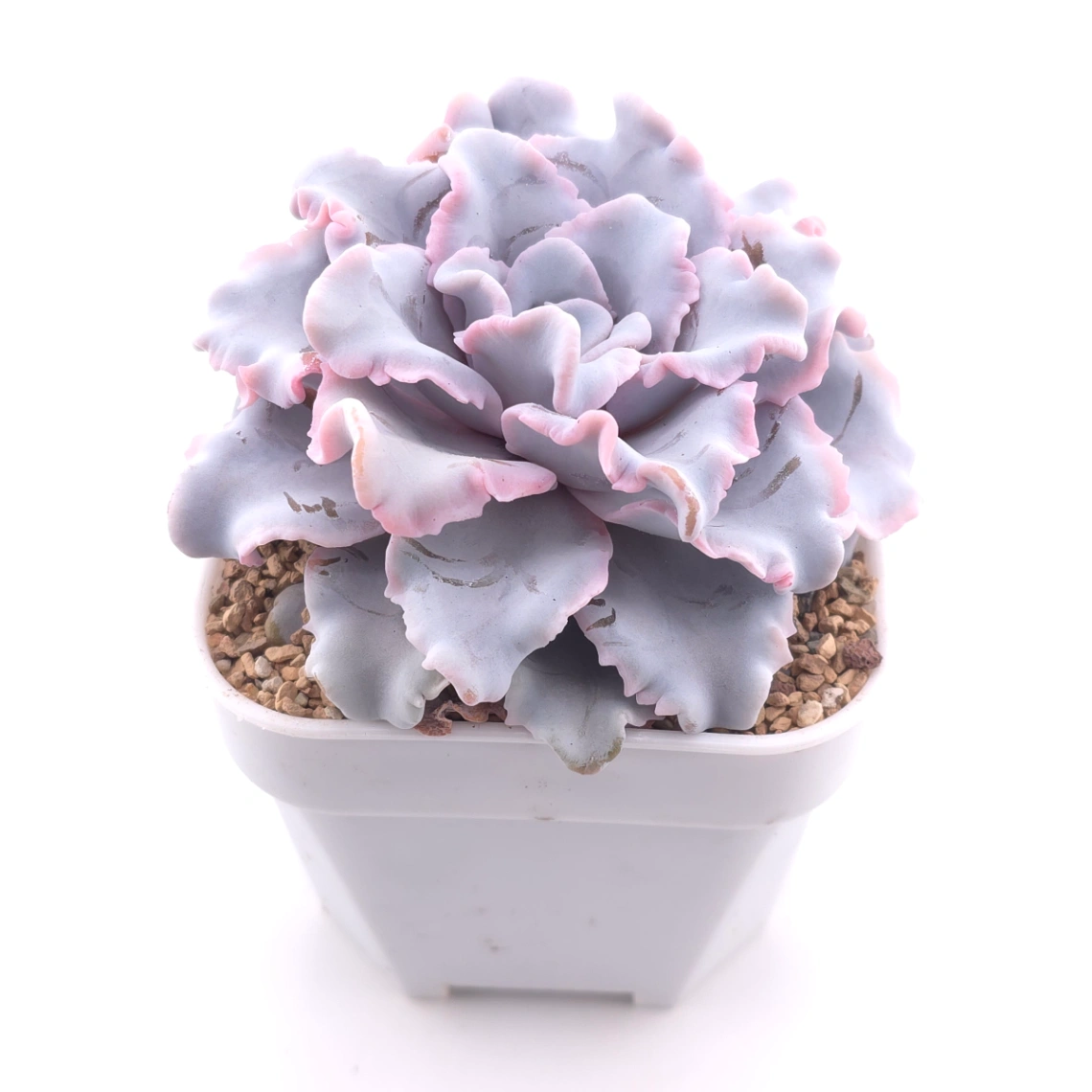 Echeveria ‘Crispate Beauty’ | 芭蕾舞者 thumbnail 2